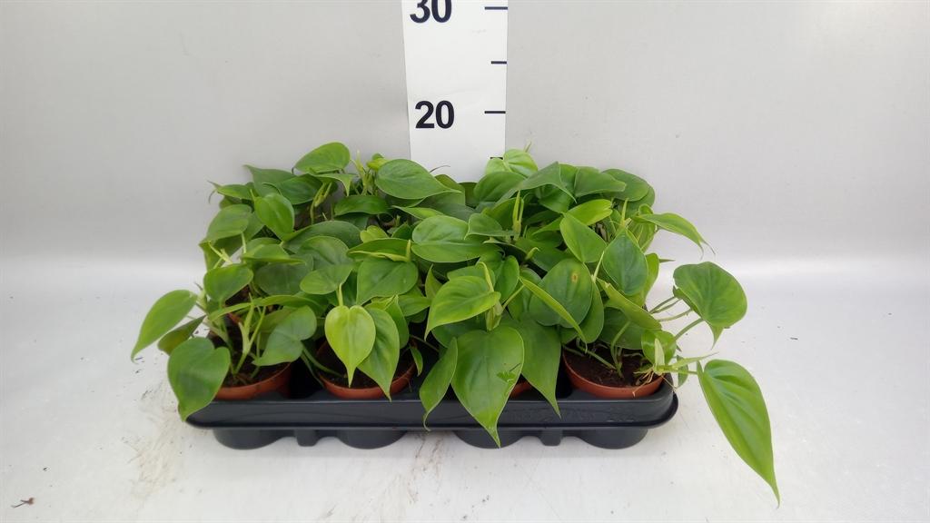 Горшечные цветы и растения оптом Philodendron Scand. от 12шт (для телеги) из Голландии с доставкой по России