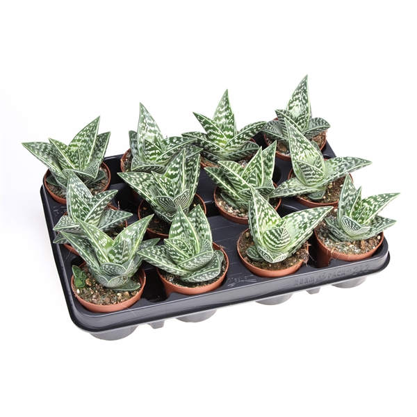 Горшечные цветы и растения оптом Aloe Variegata от 12шт из Голландии с доставкой по России