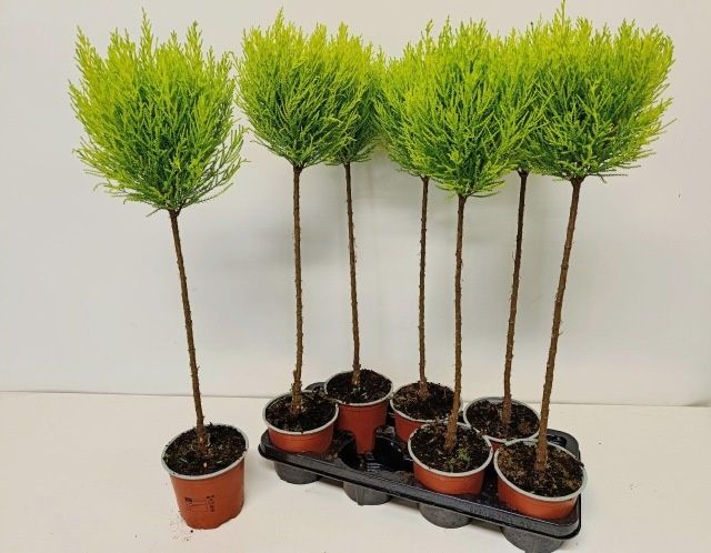 Горшечные цветы и растения оптом Cupr Ma Goldc Vormen от 7шт из Голландии с доставкой по России