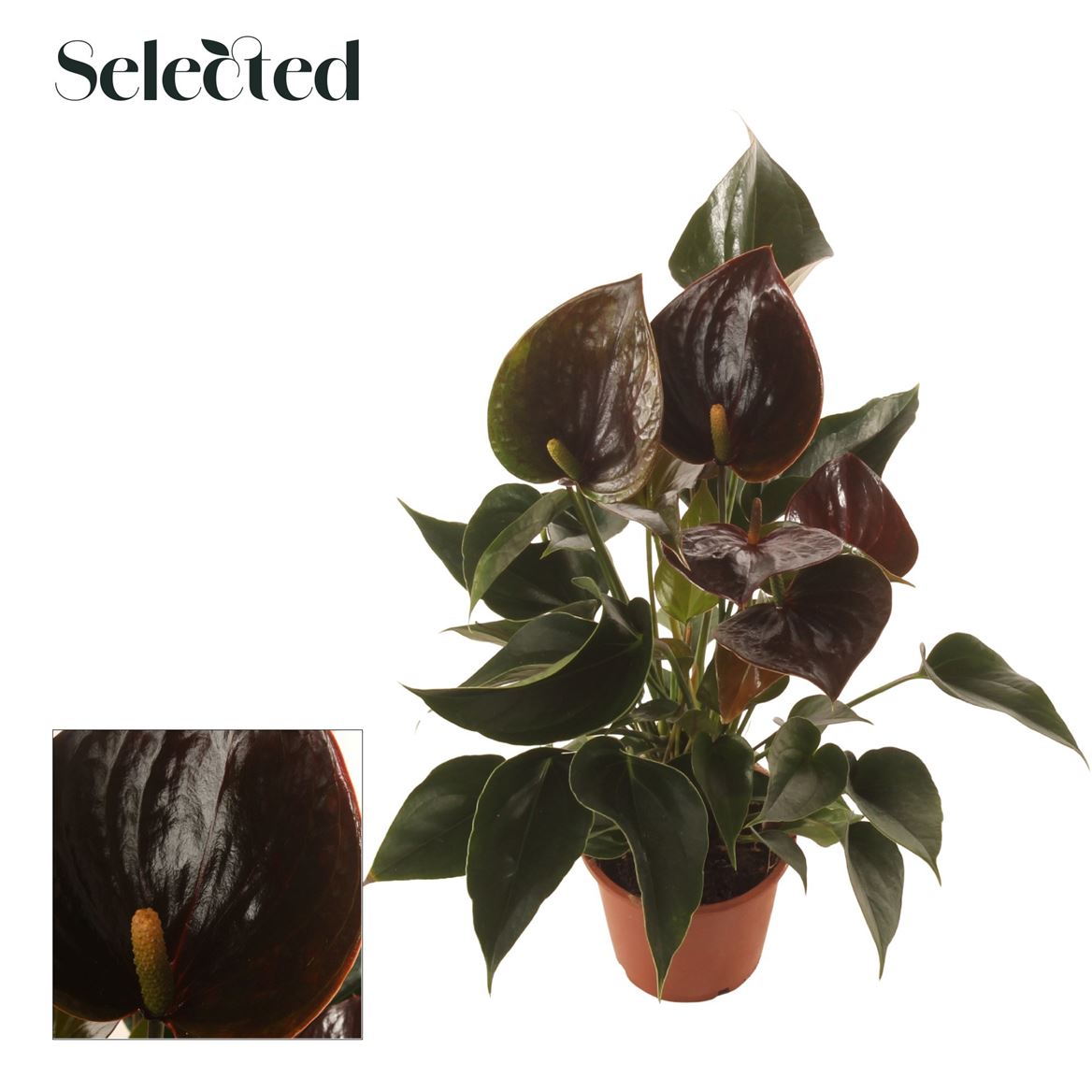 Горшечные цветы и растения оптом Anth An Chelsey Chocolate 5+ от 8шт из Голландии с доставкой по России