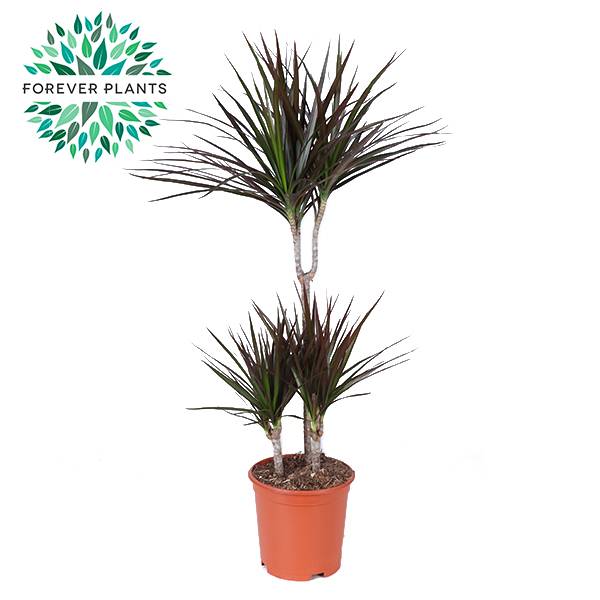 Горшечные цветы и растения оптом Dracaena Magenta 45-15 от 1шт из Голландии с доставкой по России