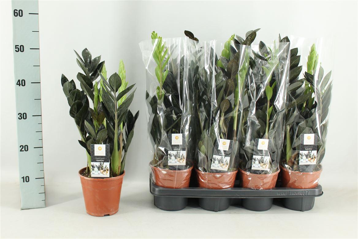 Горшечные цветы и растения оптом Zamioculcas Raven 5+ от 7шт из Голландии с доставкой по России