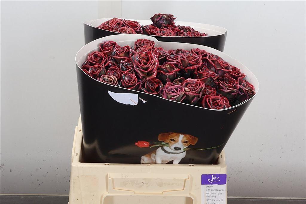 Срезанные цветы оптом Rosa spray wax flaming green от 20шт из Голландии с доставкой по России