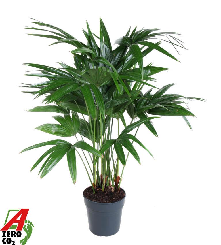 Горшечные цветы и растения оптом Livistona Chinensis от 1шт из Голландии с доставкой по России