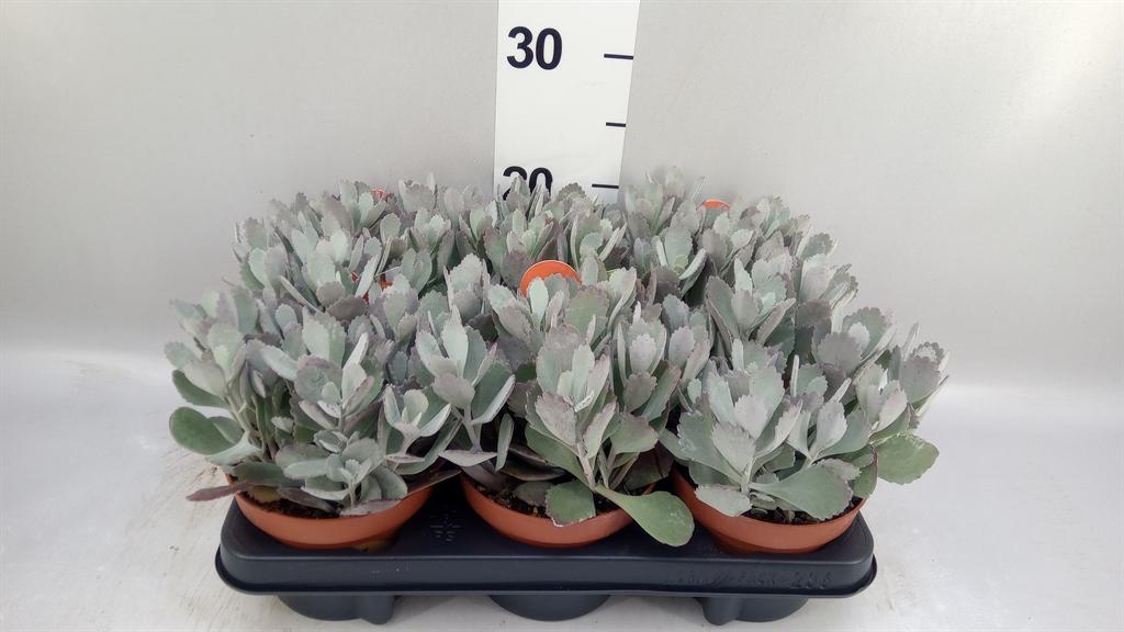 Горшечные цветы и растения оптом Kalanchoe Nf Pumila от 6шт из Голландии с доставкой по России