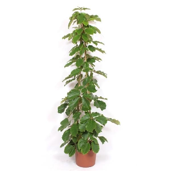 Горшечные цветы и растения оптом Tetrastigma Voinierianum от 1шт из Голландии с доставкой по России