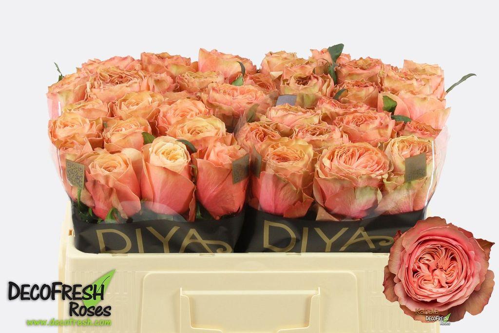 Срезанные цветы оптом Rosa large kahala от 50шт из Голландии с доставкой по России