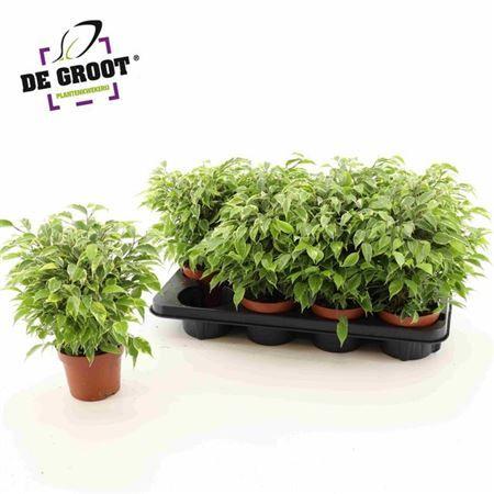 Горшечные цветы и растения оптом Ficus Be Kinky от 8шт из Голландии с доставкой по России