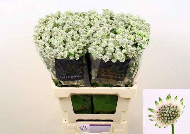 Срезанные цветы оптом Astrantia billion stars A от 100шт из Голландии с доставкой по России