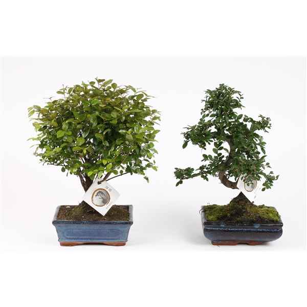 Горшечные цветы и растения оптом Bonsai Mix In Ceramic Ball S-shape от 6шт из Голландии с доставкой по России