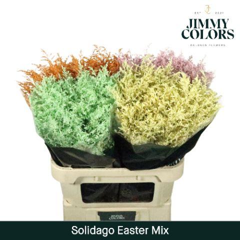 Срезанные цветы оптом Solidago paint mix easter от 100шт из Голландии с доставкой по России