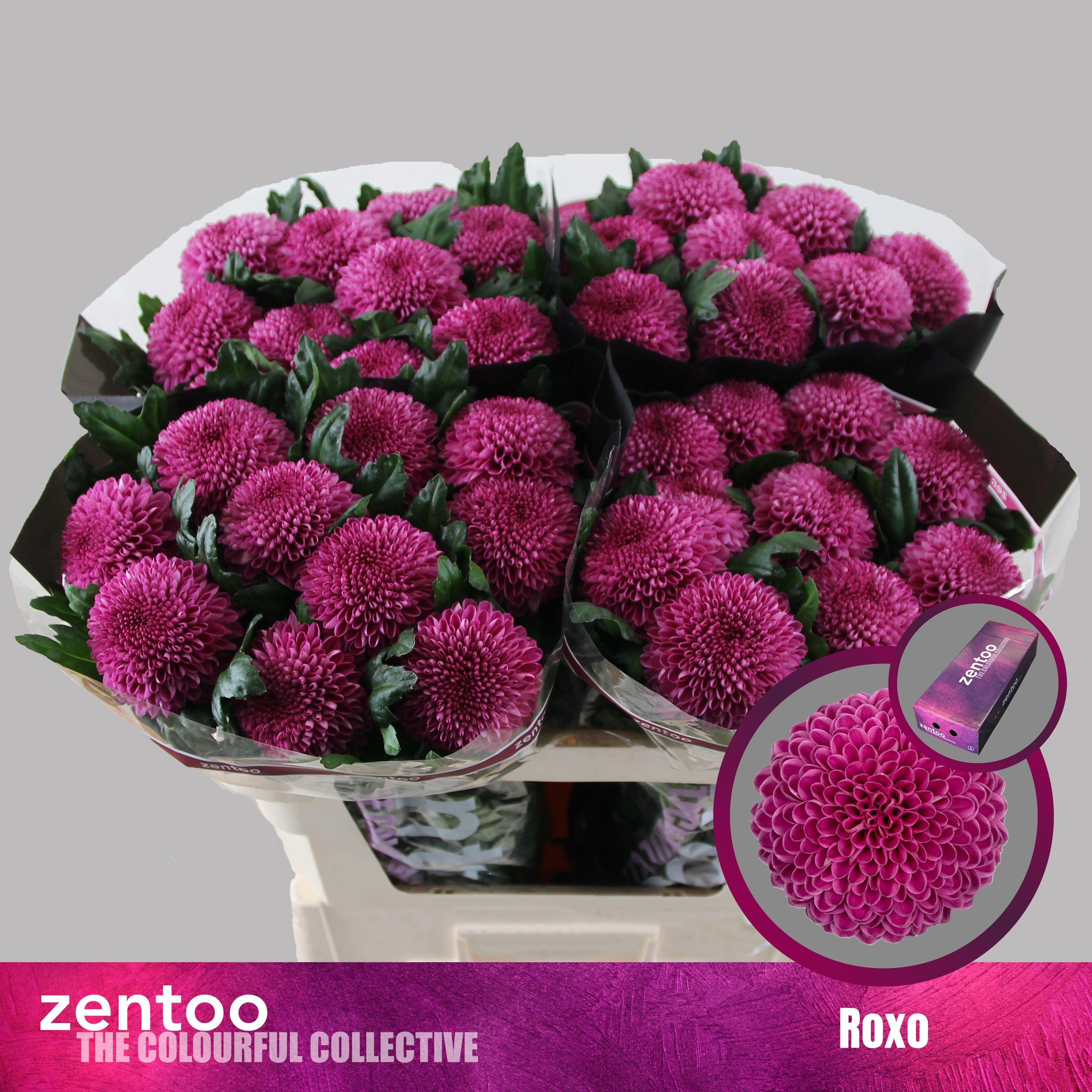 Срезанные цветы оптом Chrys bl roxo от 120шт из Голландии с доставкой по России