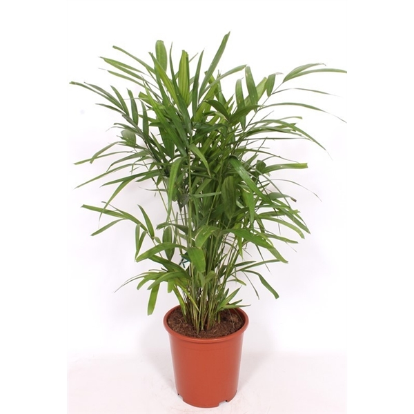 Горшечные цветы и растения оптом Pthychosperma Macarthurii от 1шт из Голландии с доставкой по России