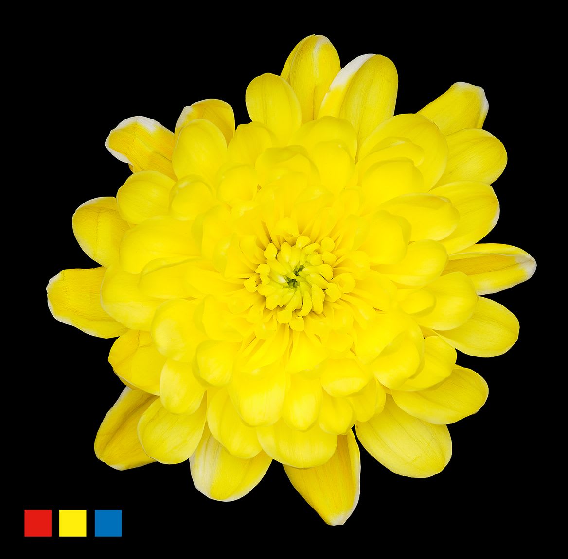 Срезанные цветы оптом Chrys sp paint altaj yellow от 40шт из Голландии с доставкой по России