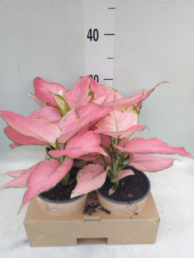 Горшечные цветы и растения оптом Aglaonema   ... от 4шт из Голландии с доставкой по России