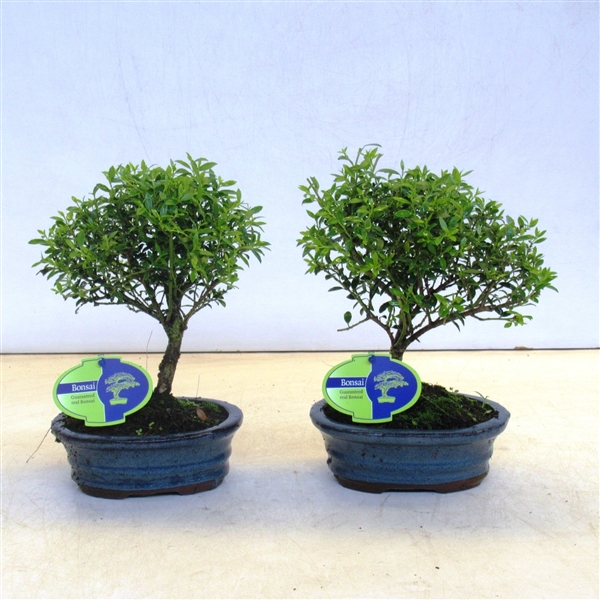 Горшечные цветы и растения оптом Bonsai Ilex Crenata, 15 Cm Broom Without Drip Tray от 8шт из Голландии с доставкой по России