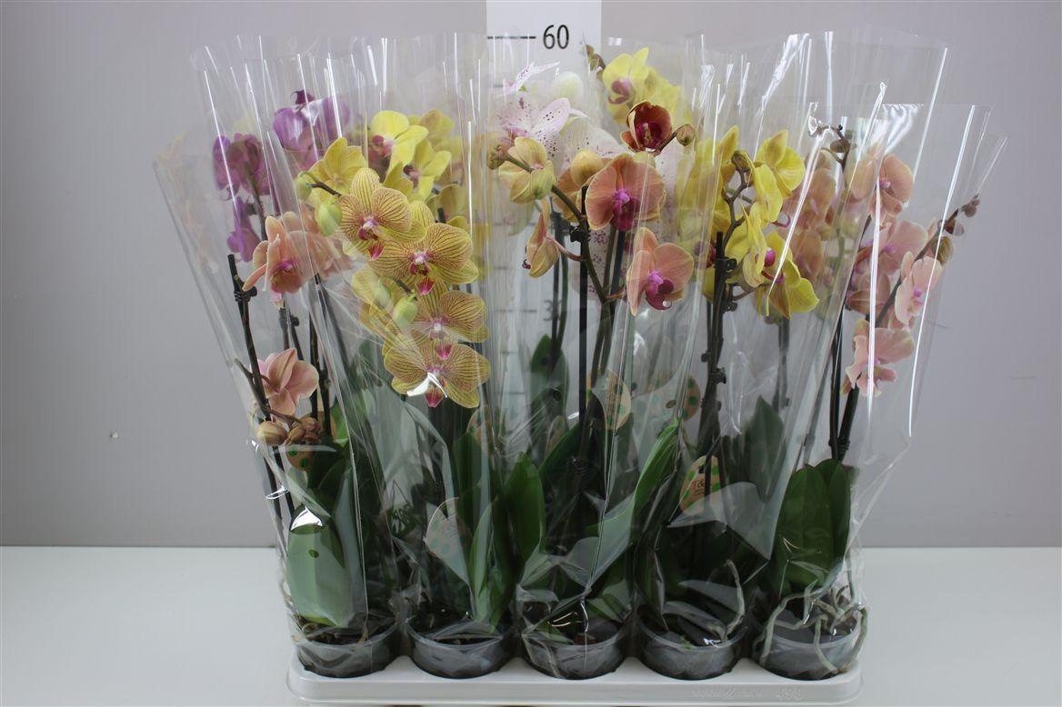 Горшечные цветы и растения оптом Phal Gemengd 2 Tak 12+ от 10шт из Голландии с доставкой по России