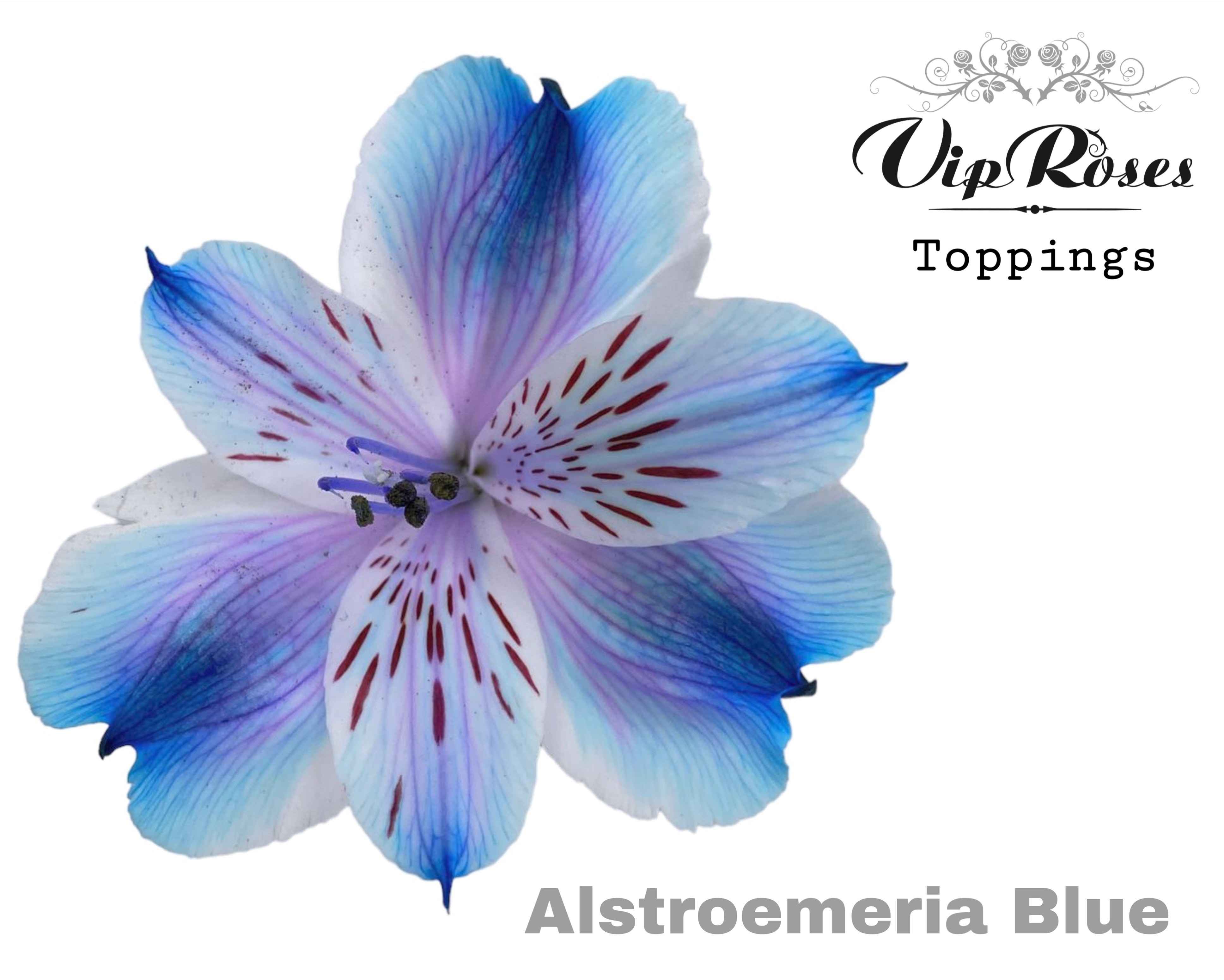 Срезанные цветы оптом Alstroemeria paint blue от 50шт из Голландии с доставкой по России