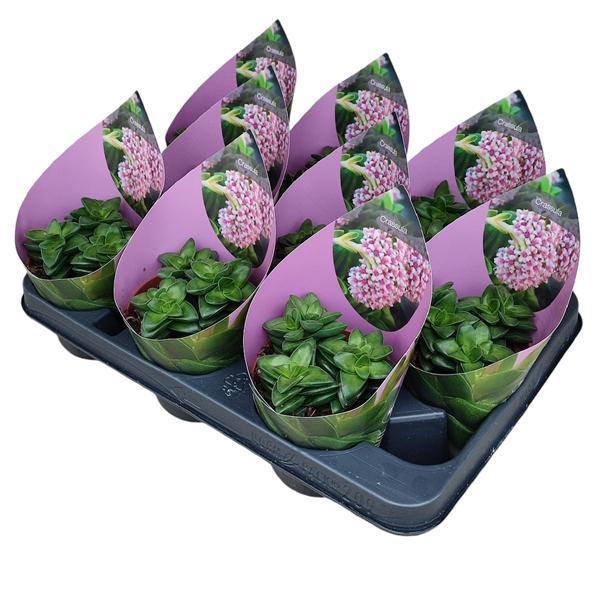 Горшечные цветы и растения оптом Crassula Springtime Potcover от 9шт из Голландии с доставкой по России