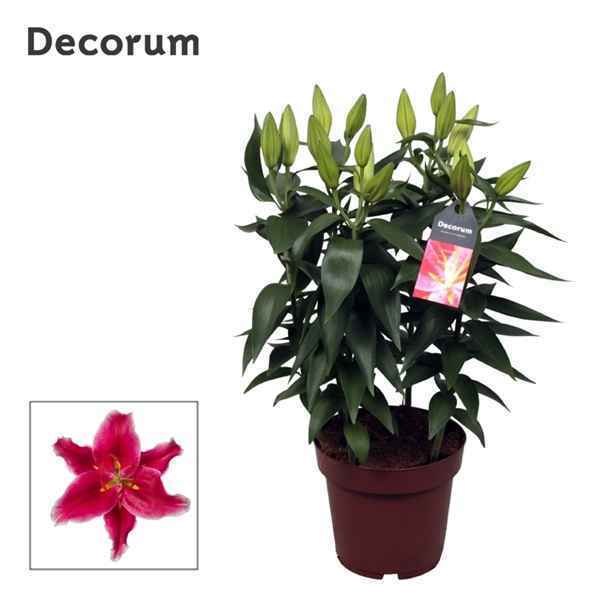 Горшечные цветы и растения оптом Lilium Or Starlight Express 5pp (decorum) от 5шт из Голландии с доставкой по России