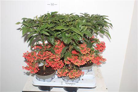 Горшечные цветы и растения оптом Ardis Crenata 4-4 от 4шт из Голландии с доставкой по России