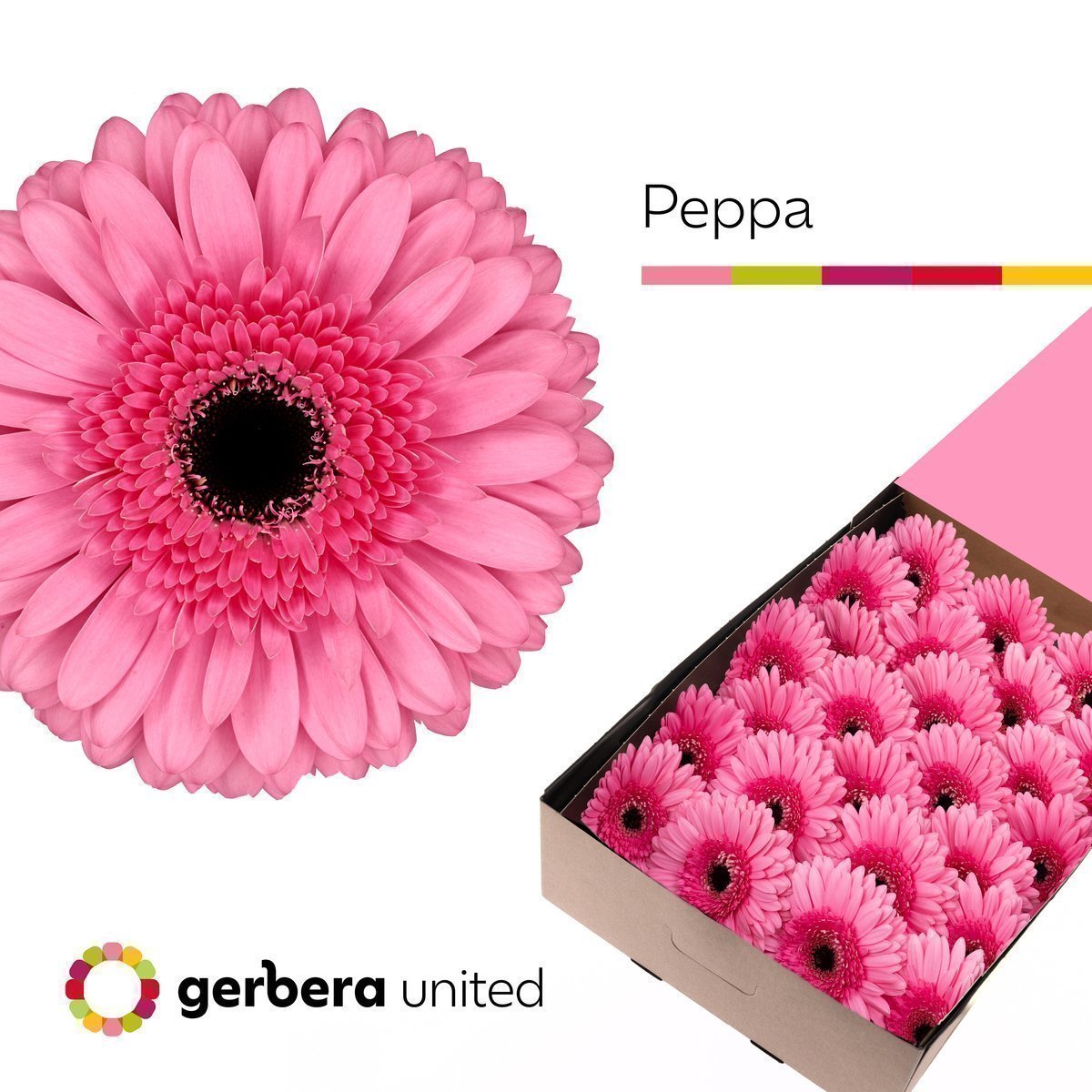 Срезанные цветы оптом Gerbera peppa от 50шт из Голландии с доставкой по России