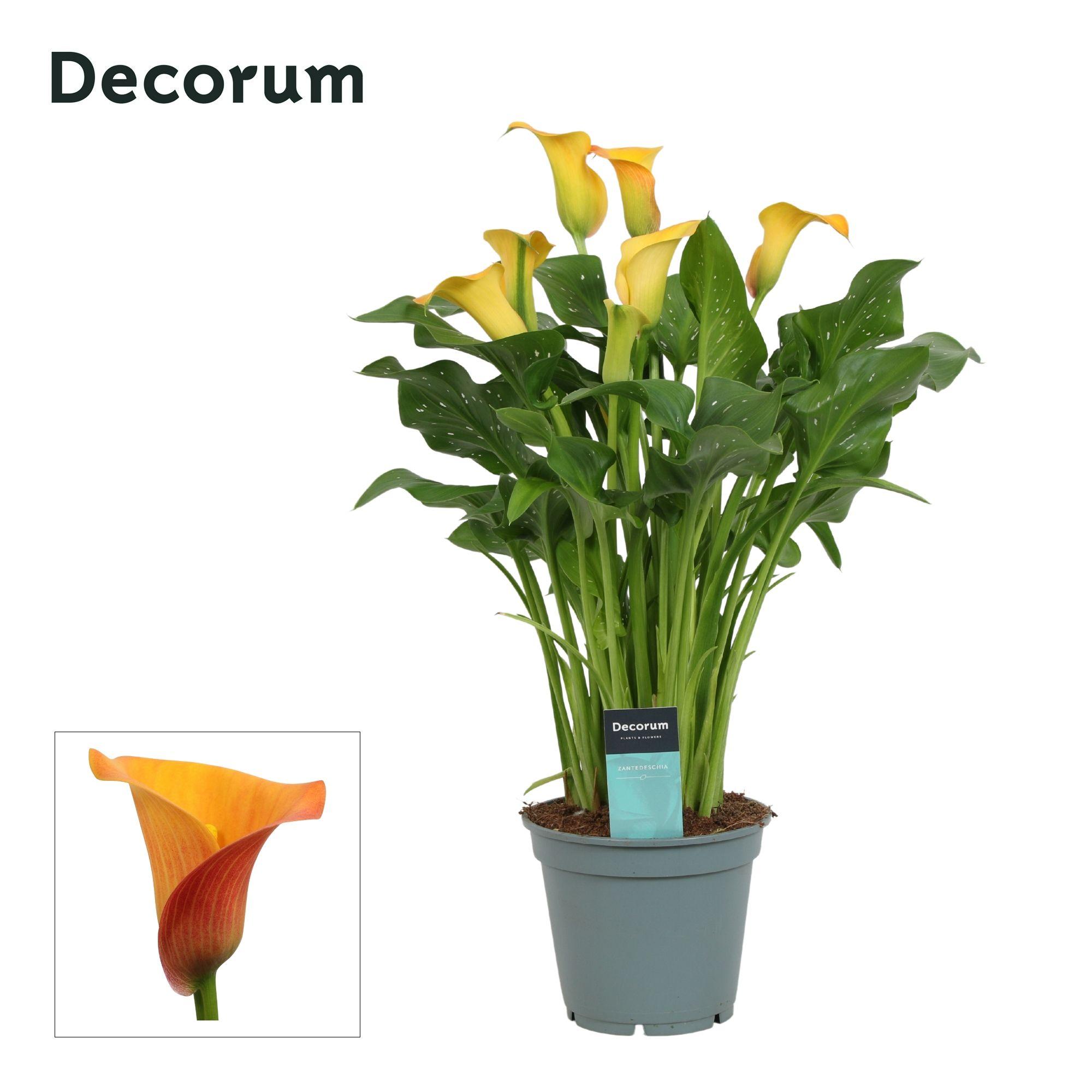 Горшечные цветы и растения оптом Zantedeschia Orange (decorum) от 6шт из Голландии с доставкой по России