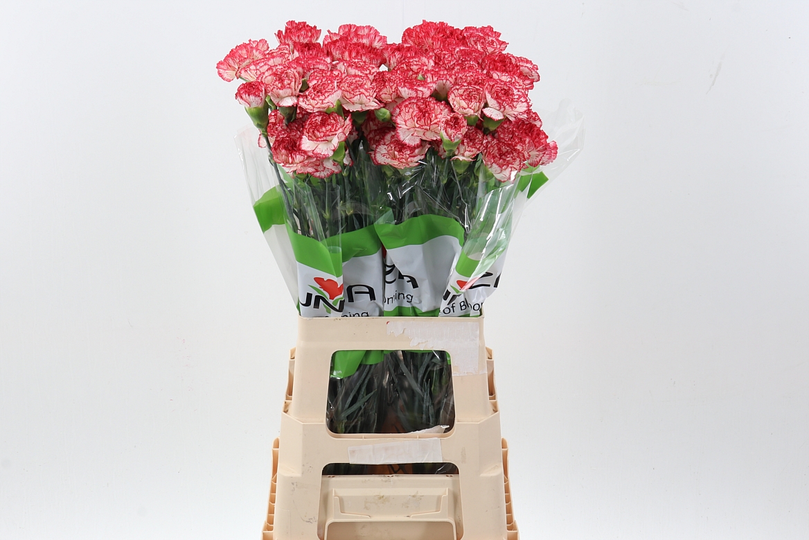 Срезанные цветы оптом Dianthus st sorriso от 80шт из Голландии с доставкой по России