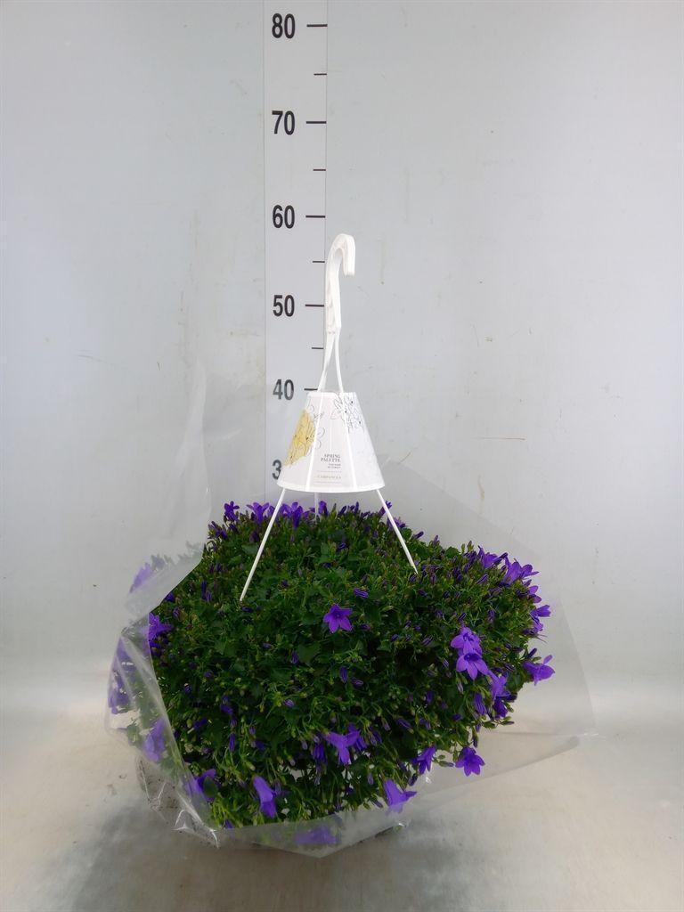 Горшечные цветы и растения оптом Campanula Porten. от 1шт (для телеги) из Голландии с доставкой по России