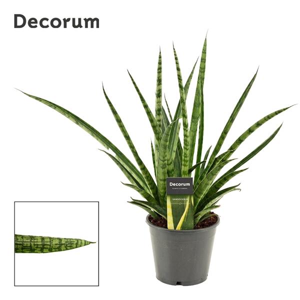 Горшечные цветы и растения оптом Sansevieria Silver Steel (decorum)) от 7шт из Голландии с доставкой по России