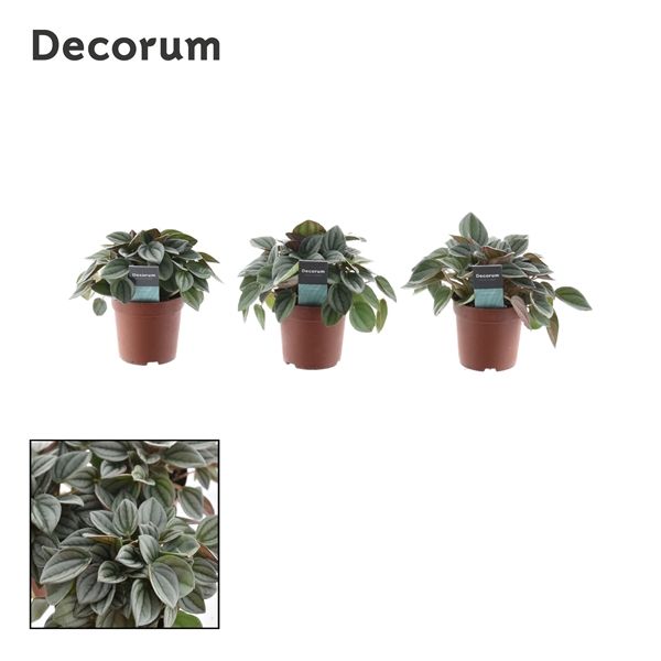 Горшечные цветы и растения оптом Peperomia Napoli Nights (decorum) от 12шт из Голландии с доставкой по России