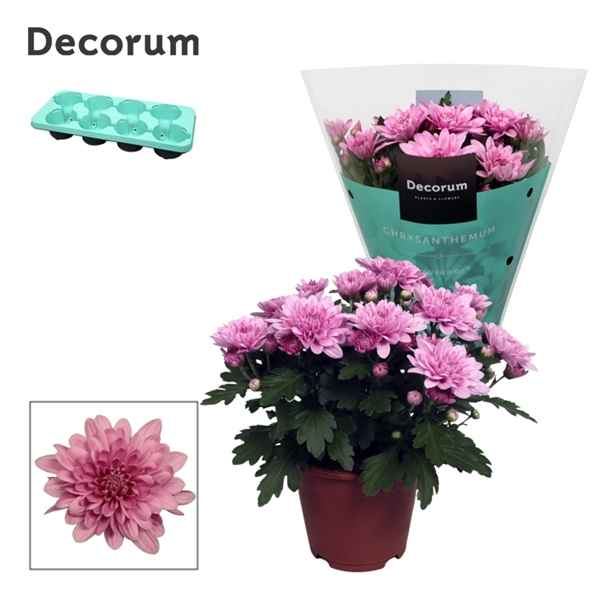 Горшечные цветы и растения оптом Chrys Grandezza Pink (decorum) от 8шт из Голландии с доставкой по России