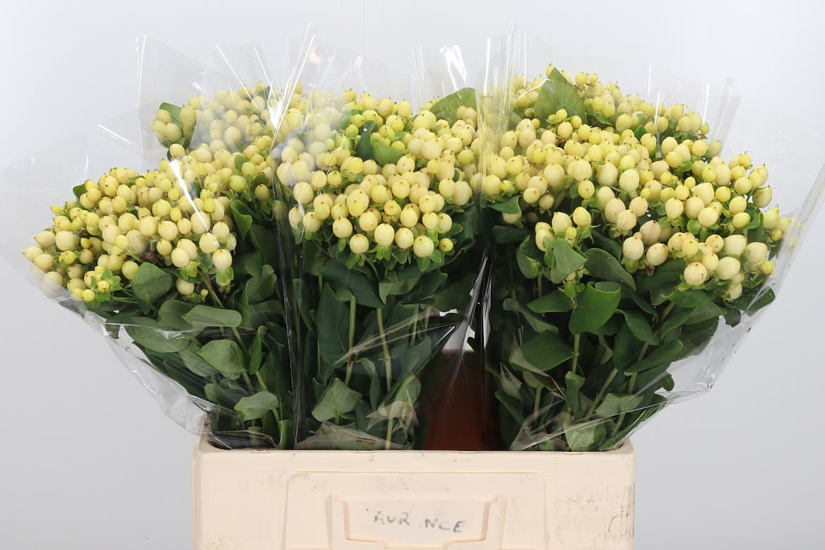 Срезанные цветы оптом Hypericum mag royal cream от 125шт из Голландии с доставкой по России