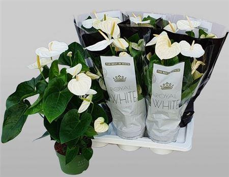 Горшечные цветы и растения оптом Anth An Royal White Alaska 5+ от 6шт из Голландии с доставкой по России