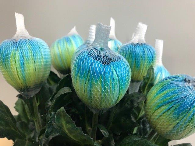 Срезанные цветы оптом Chrys bl paint antonov double mint от 40шт из Голландии с доставкой по России