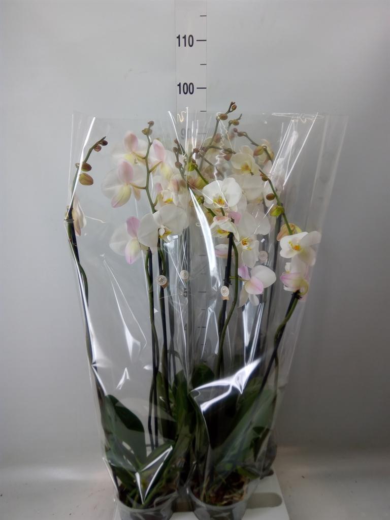 Горшечные цветы и растения оптом Phalaenopsis   ...white от 4шт из Голландии с доставкой по России