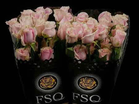 Срезанные цветы оптом Rosa ec rosita vendela от 40шт из Голландии с доставкой по России