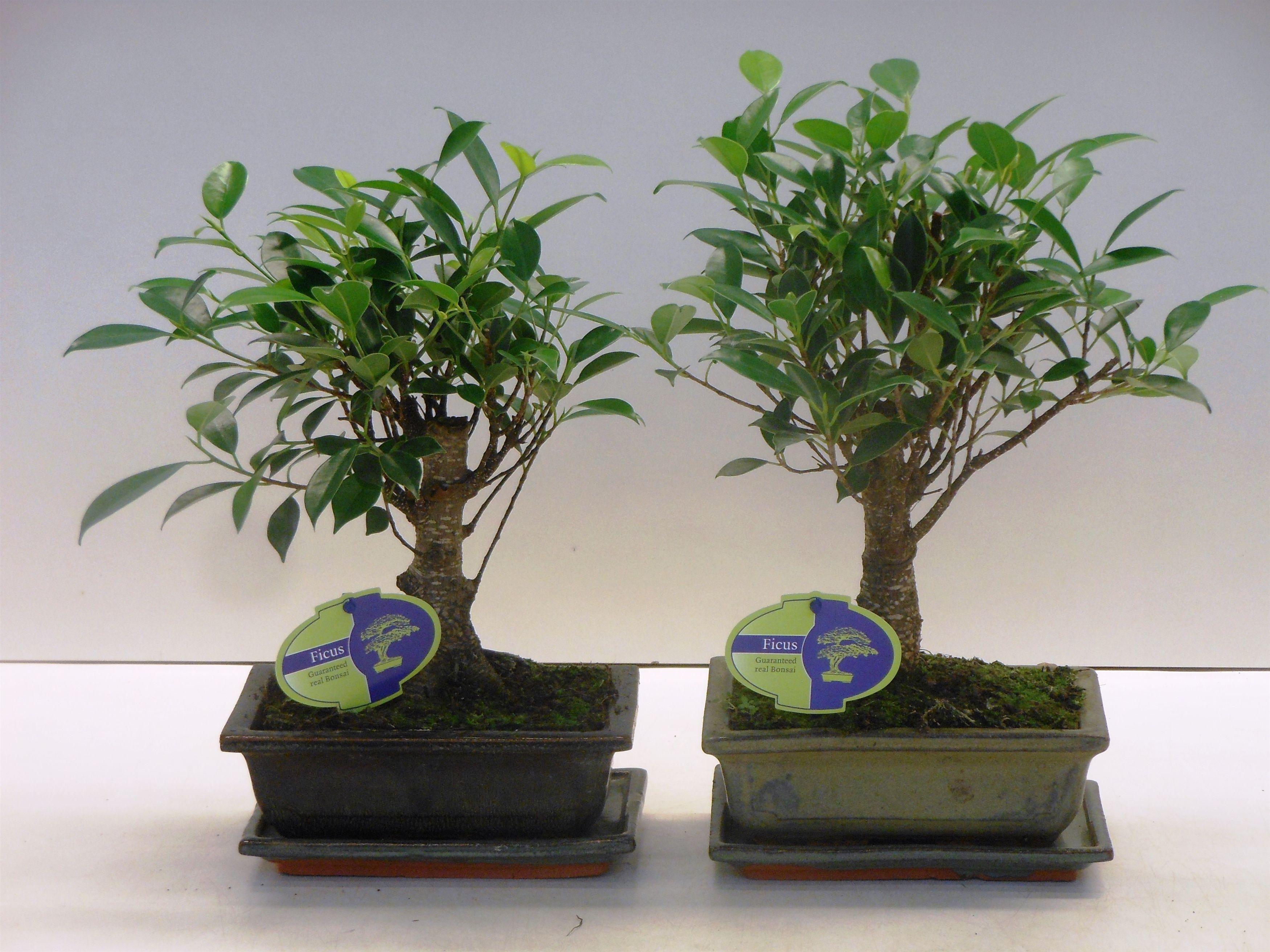 Горшечные цветы и растения оптом Bonsai Ficus Retusa, 20cm., Broom, With Drip Tray от 7шт из Голландии с доставкой по России