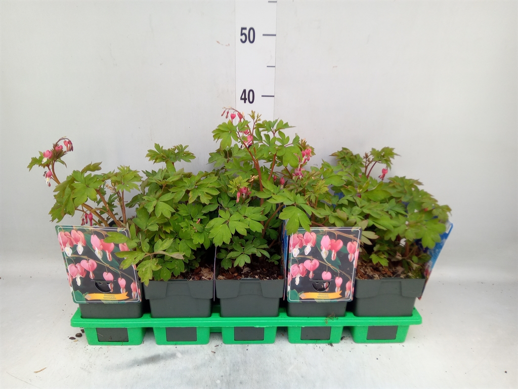 Горшечные цветы и растения оптом Dicentra Spectabilis от 10шт из Голландии с доставкой по России