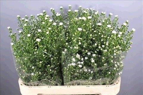 Срезанные цветы оптом Aster paquita от 100шт из Голландии с доставкой по России