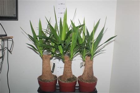 Горшечные цветы и растения оптом Yuc Elephantipes от 3шт из Голландии с доставкой по России