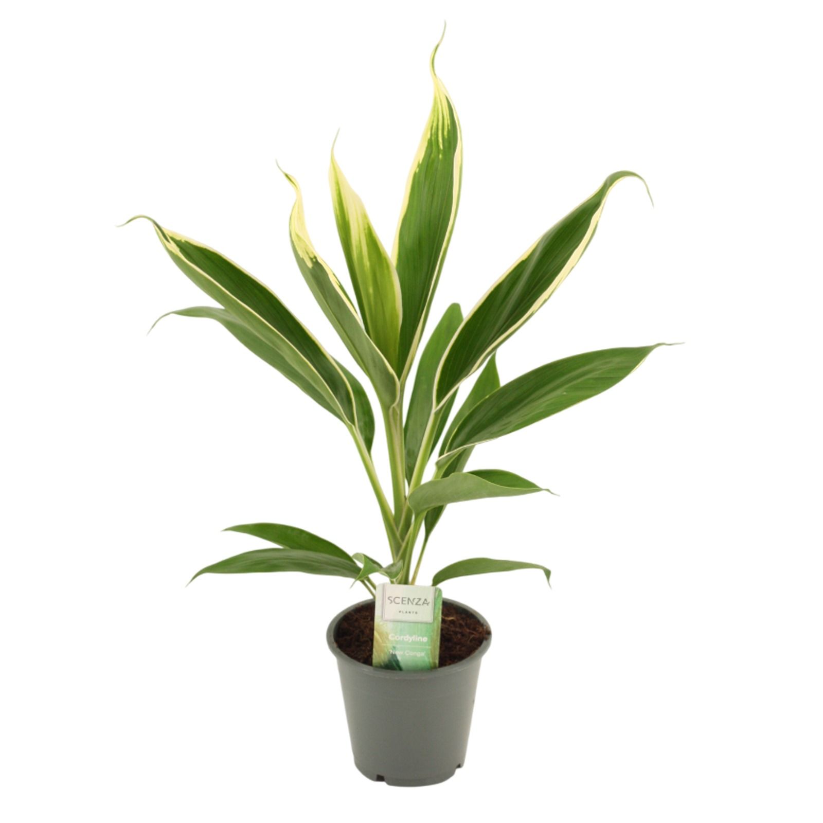 Горшечные цветы и растения оптом Cordyline New Conga от 10шт из Голландии с доставкой по России