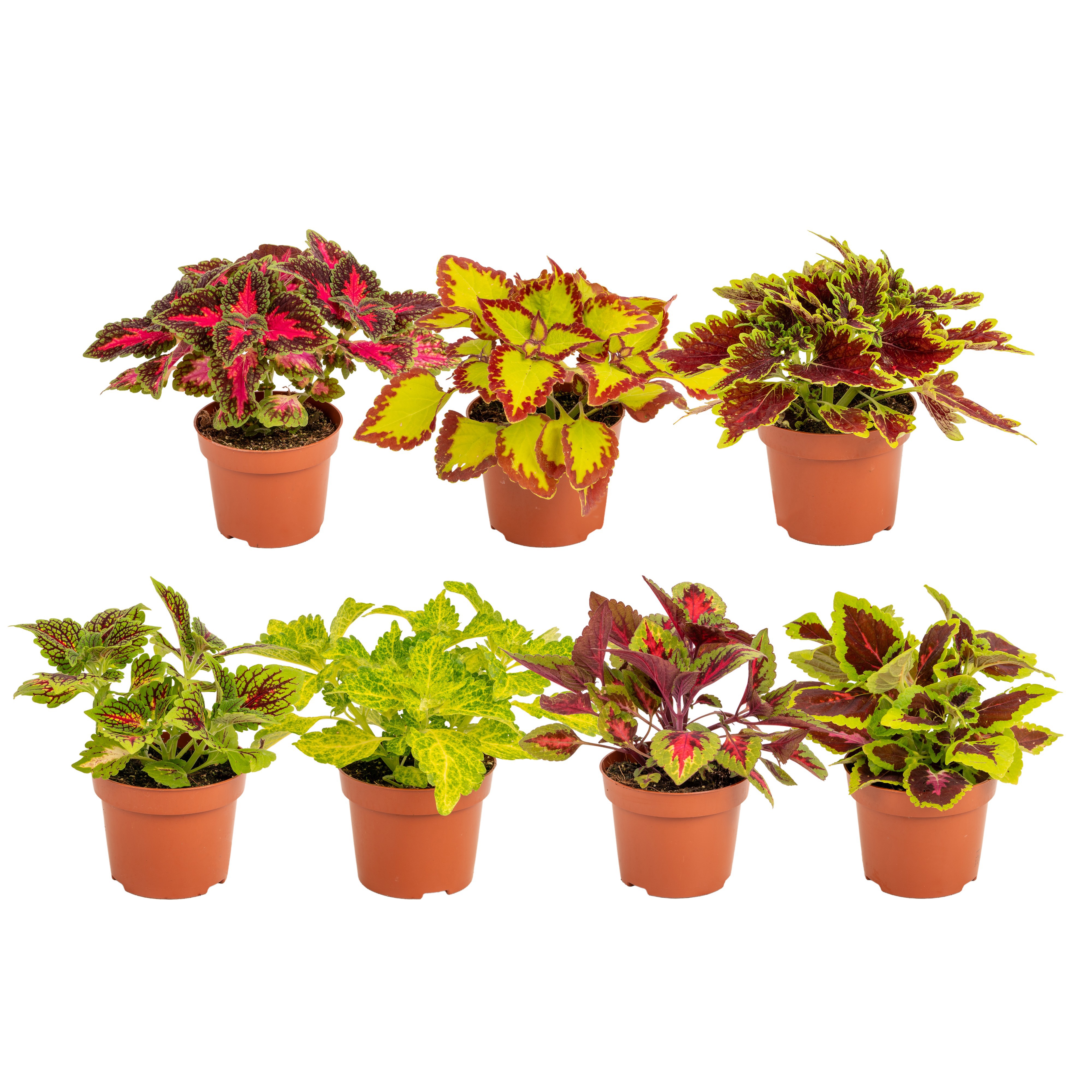 Горшечные цветы и растения оптом Coleus Mix от 6шт из Голландии с доставкой по России