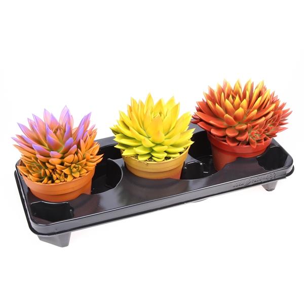 Горшечные цветы и растения оптом Echeveria Rainbow Bicolor от 3шт из Голландии с доставкой по России