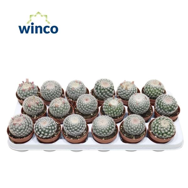 Горшечные цветы и растения оптом Mammillaria Albispinus от 18шт (для телеги) из Голландии с доставкой по России