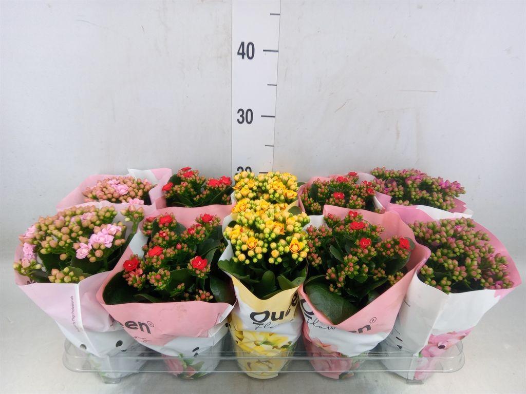 Горшечные цветы и растения оптом Kalanchoe Blos.   ..rosebud Mix Gr от 10шт из Голландии с доставкой по России