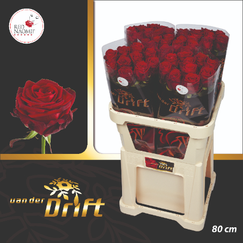 Срезанные цветы оптом Rosa large red naomi! Drift от 50шт из Голландии с доставкой по России