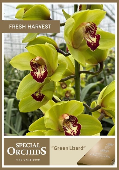 Срезанные цветы оптом Cymbidium green lizard от 4шт.. из Голландии с доставкой по России