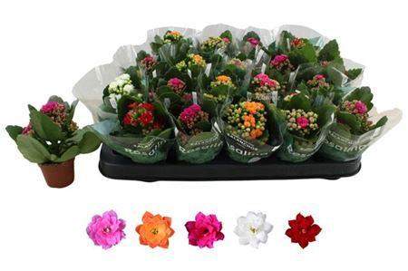 Горшечные цветы и растения оптом Kal Ros Mix от 20шт (для телеги) из Голландии с доставкой по России Горшечные цветы и растения оптом Kal Ros Mix от 20шт (для телеги) из Голландии с доставкой по России