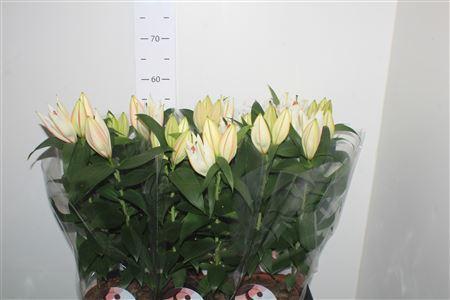 Горшечные цветы и растения оптом Lil Or Oxygen 2pp от 6шт из Голландии с доставкой по России